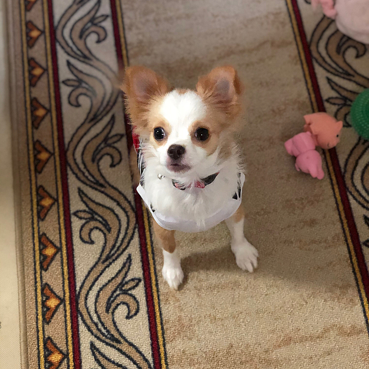 小春ひ毎日、朝から廊下でオモチャやボールでワチャワチャ遊んで元気いっぱいやね🎵🐶