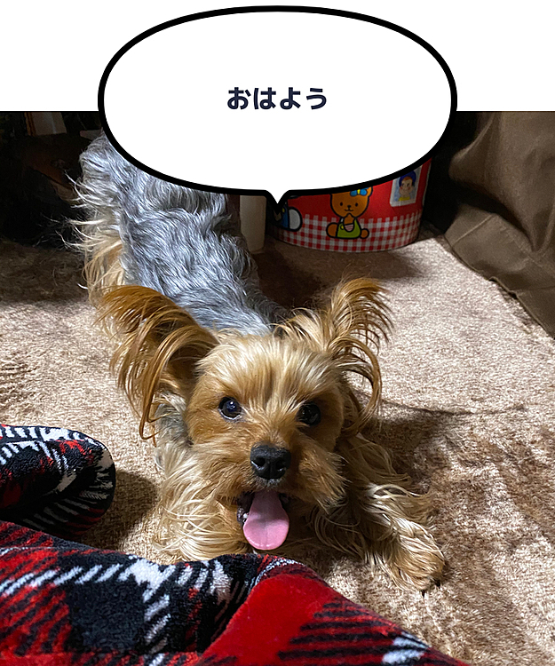 おはよう御座います本日の杏です寝起き🐶