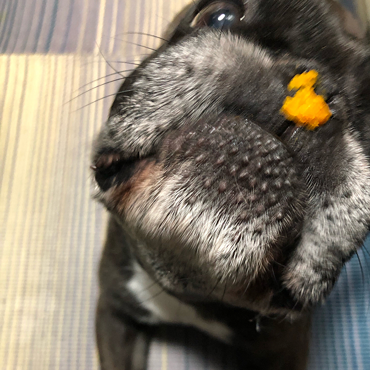 かぼちゃをあげました🎃
勢いのある食欲の秋を過ごされてる。