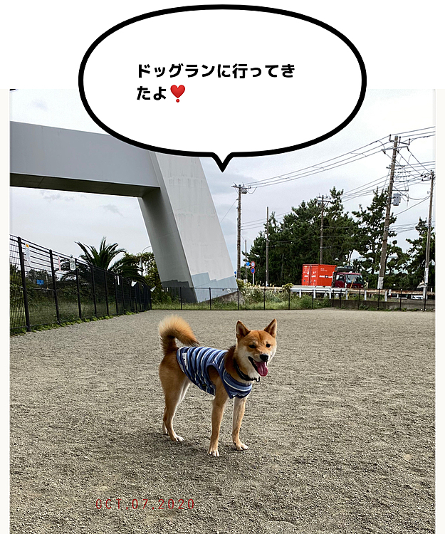 午前中用事を済ませて帰ると、おりこうさんにお留守番できていました😊
すぐに準備してドッグランへGo❣️