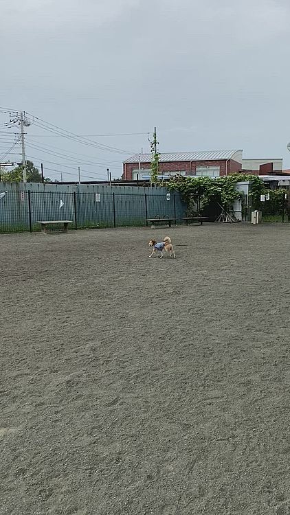 雨がポツポツ降っていて、櫂だけでしたが元気にランランしてきました🎶