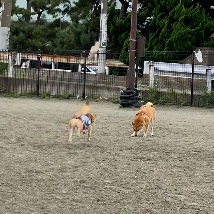 途中から柴さん登場😊
走りたい櫂が積極的にどんどん誘いますが今日はふられっぱなしでした🤣