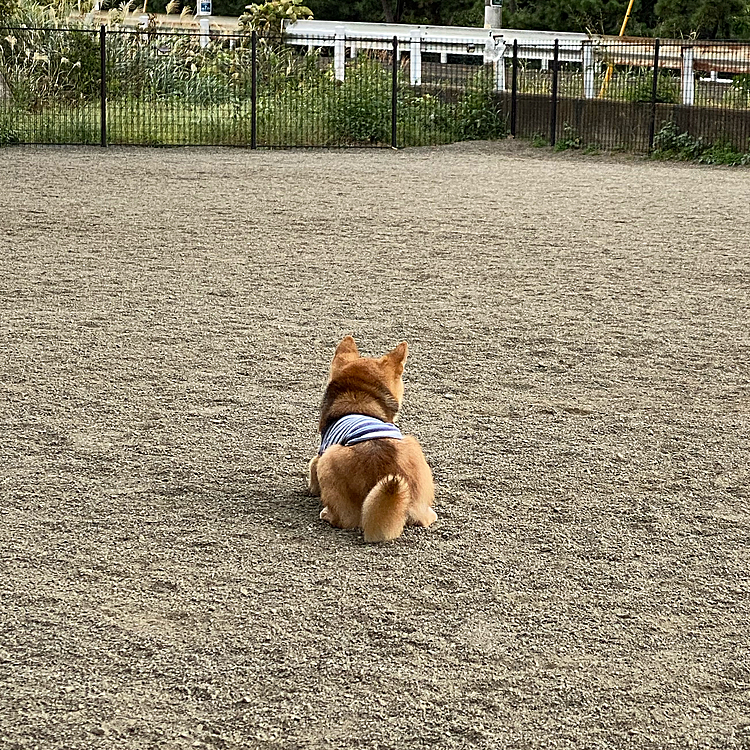 来てくれるのを待つ後ろ姿がせつなげ😆