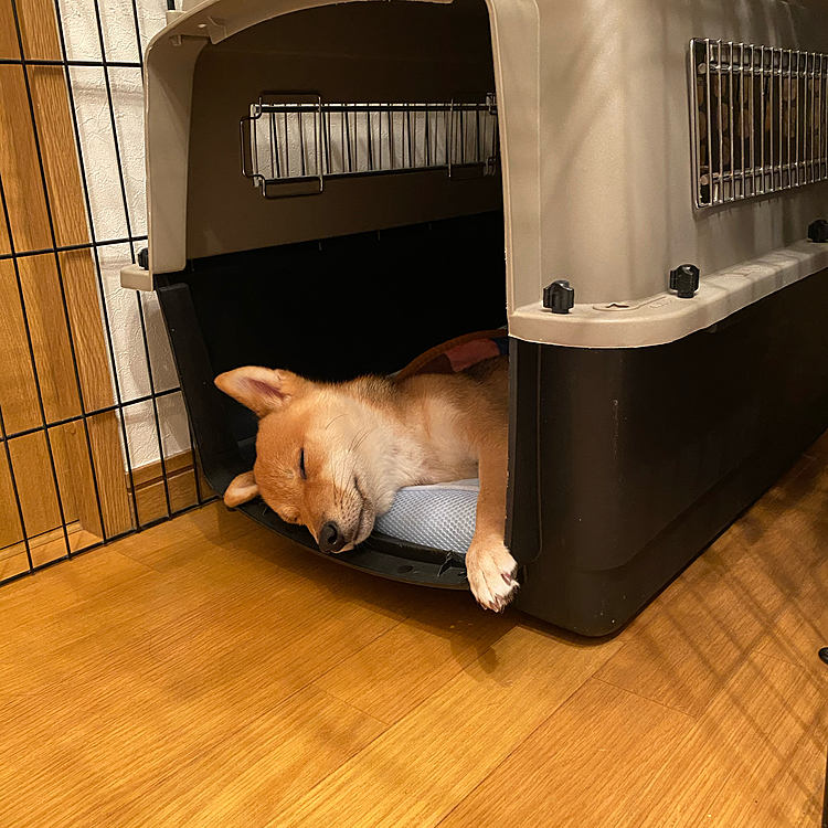 帰ったらお昼寝
お友達と遊んでる夢みてるかな😴