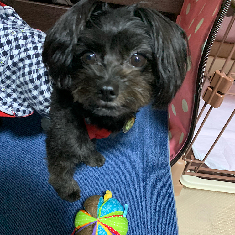 雨☔️ハピさんお家遊び下手なんですよ💦
おもちゃ…そんなに遊ばないのよね😥お家だとダラダラ娘のわがまま放題でオヤツだけは要求してくる😫