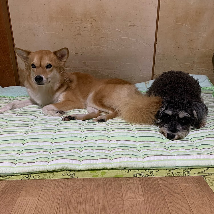 こんばんは🐶
久々の投稿です😅
先週、サンのお尻下にしこりを発見💦
病院に行って細胞採取して病理検査に💦
4日後病院から電話📞
しこりは良性😅炎症性病変の疑いとのことで、薬を服用することに💊
で、5日後の今日の診察結果、しこりは少し小さくなっていました🐶しこりを消滅させるためにまた10日間の💊
悪さはしないしこりだから大丈夫だよと言われました😊よかった〜😅