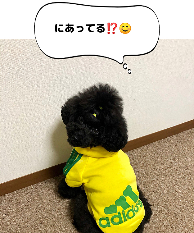 お友達にもらったトレーナー‼️
adidogだって❣️スポーツの秋だね🎾🏸🏓