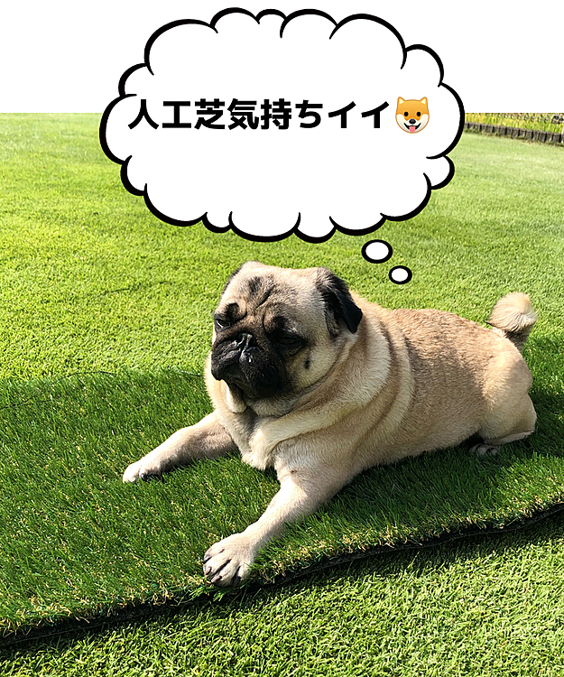 ヘルニア発症😱
デッキの階段飛び降りないようにスロープつけました😊
余った人工芝、ししまるお気に入り💕とうちゃん手入れしている天然芝より気持ちイイ🐶
跳んだり、跳ねたり大好きなししまる🐶
