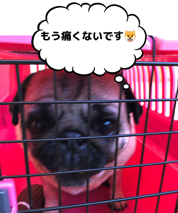 ヘルニア、痛みはとれて元気です🐶
はしゃぎすぎないで女の子らしくおしとやかにね😥