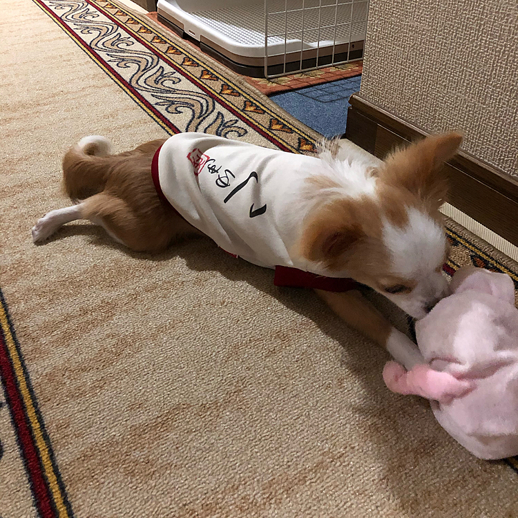 小春に、小雪のお下がりの体操着を着せてみたら…
まぁ❣️サイズがピッタリ💕
思いっきり『こゆき』って書いてるけど、気にしな〜い🤣