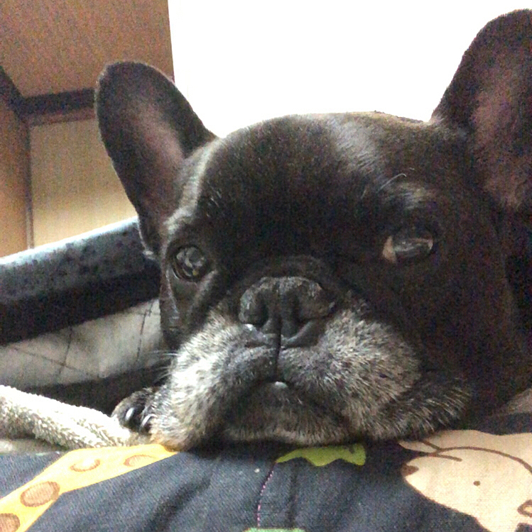 おぬし、暖かい場所を知っておるな。
昨夜から同じベッドで寝てます🥰