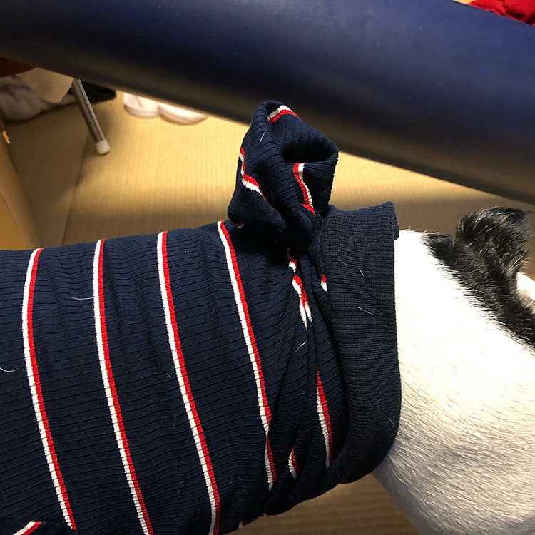 ちょっと大きめの服を着せられて、擬似しっぽ作られちゃってます😆