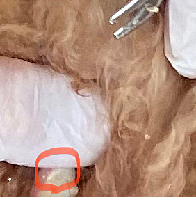 まぁ何度かはイヤイヤと頭を左右にしていましたけどね💦

以前から歯磨きはしていても歯石が溜まってきていて気になっていたのですが、広場で会う6歳の🐶が歯周病で15本の抜歯手術になったので他人事では無くなっていました😱