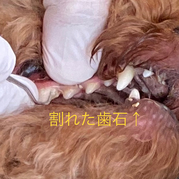 6歳のお友達🐶は毎日ママさんがきちんと歯磨きもしていて、歯石もほとんど無くかかりつけの🏥でも綺麗ですと褒められていたそうです🦷
しかし歯磨きをしていたら突然かなりの出血🩸
慌てて歯を専門にしている🏥に行きレントゲンを撮って初めて歯周病だとわかったそうです😞
