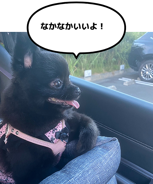 車の買い替えた時にうにのドライブボックスも替えました😅ちょっとゴージャスになってフカフカなのでどうかなぁと思ってましたが、心配をよそに相変わらずの肘掛け😁