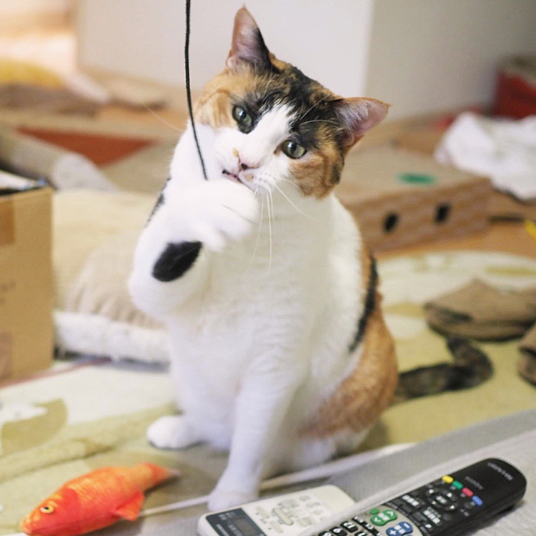 キャッチ
