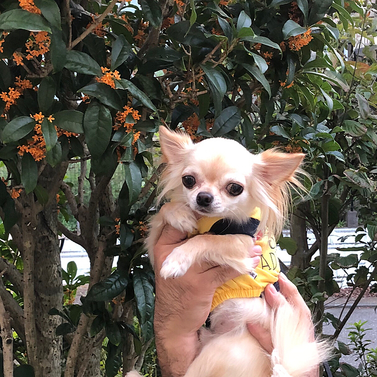 こんにちは☔️
庭の金木犀の前でパシャリ🤳ちょっと怖がっている顔です😅
いい香りがしますが昨日からの雨☔️でだいぶ散ってしまいました😢