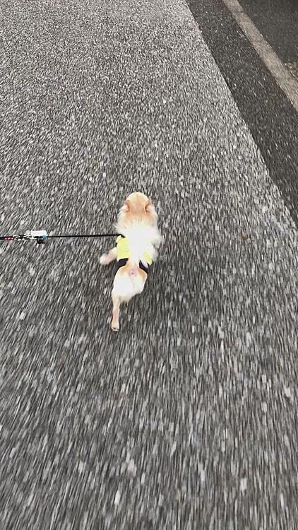 雨が降り出す前のお散歩で早歩きでキョロキョロしてます😅
台風💨が来ていて心配です💦大きな被害がないといいのですが…💦お天気になったらまた楽しいお散歩に行きたいです😊