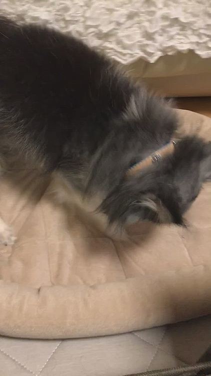 マロ、今日は高速ホジホジ😅
何するのも全力なおじぃちゃん🤣
横のベルは無視🤣🤣