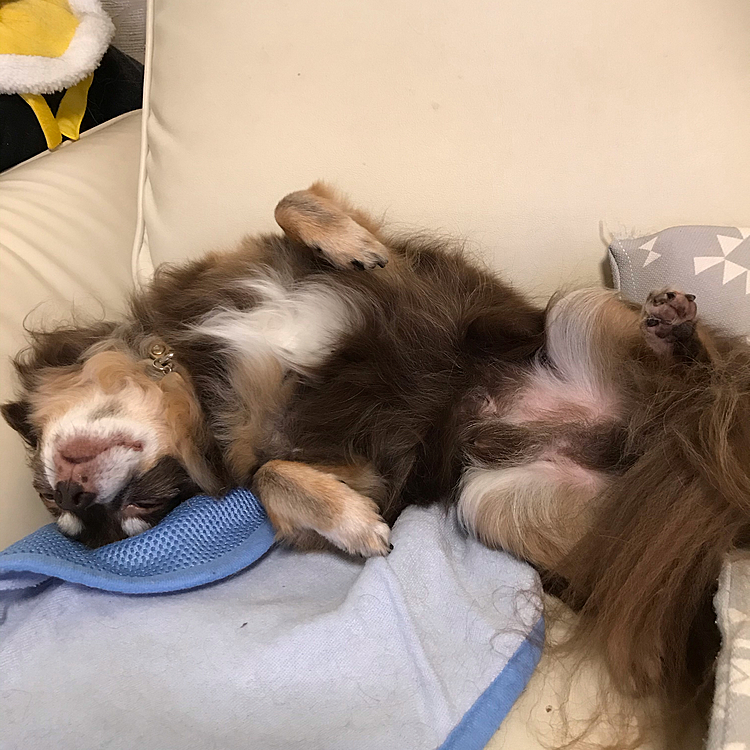 こちらも全力で寝ております🤣
急に寒くなってきたので皆さん風邪などひかないようにして下さいね😆