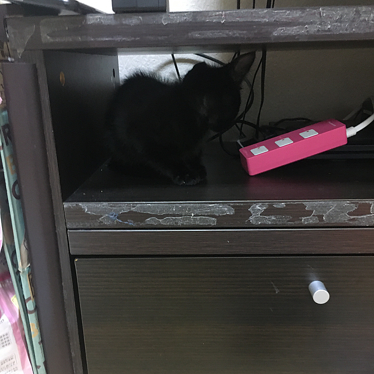 黒いとわからない。