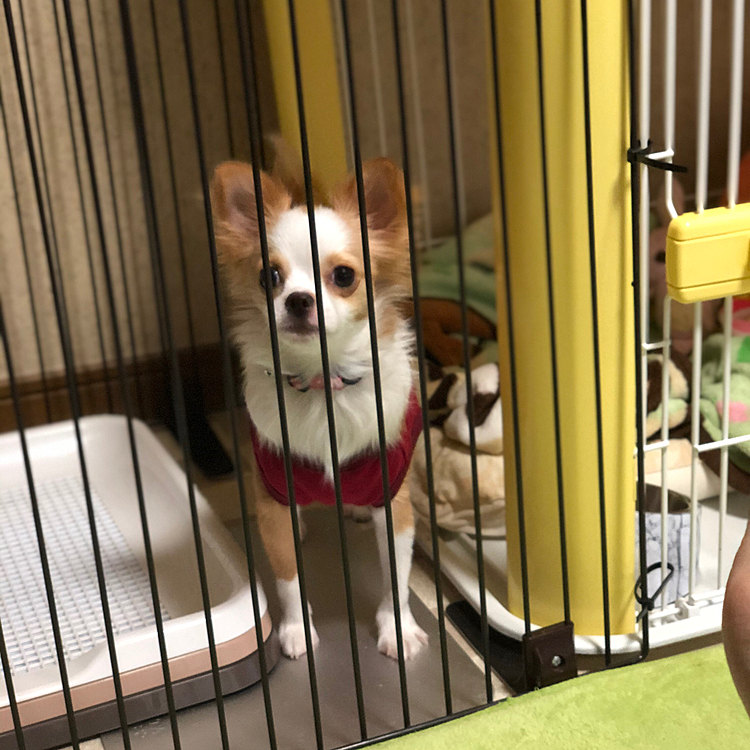 小春は雨でも関係なく、早よ出してアピール🐶