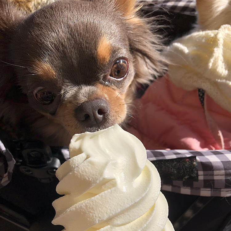 ソフトクリーム食べたそうにしたけど少ししか欲しがらなかった。美味しかったかな？