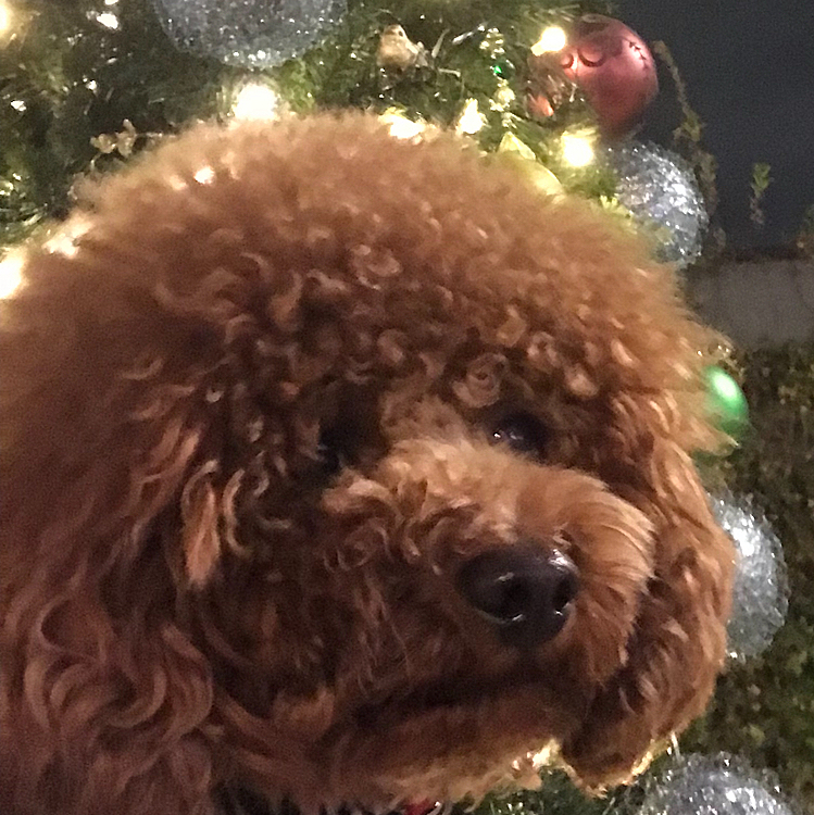 こちらはホーム画面で2歳のハッピー🎄