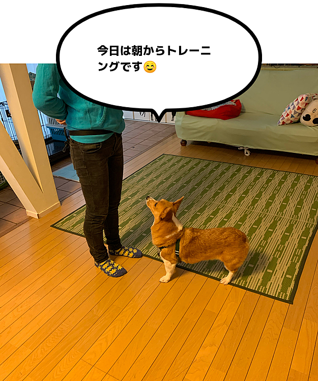 こんにちは😃
今日は月に1度のトレーニングです☺️
雨降りで外トレーニングはできないので、先生のお家です🏠
マーチの体の歪みとか、横に着くクセがあるので歩く時も少し斜めになってしまうのを矯正してもらいました☺️