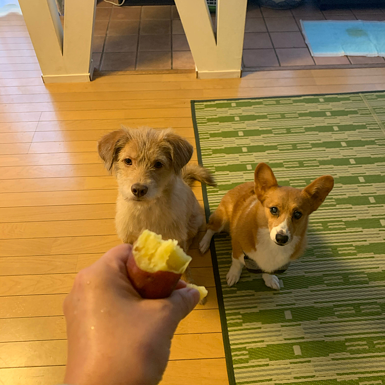 レンコンくんも一緒に頑張りました‼️終わって2人仲良く焼き芋タイム🍠
いつもはこの後エンドレス飲み会に突入しますが、そうもいかず…💦早く飲み会できるといいな☺️
わたしはこれからあきぞうさんと超久しぶりのディナー行きます❣️