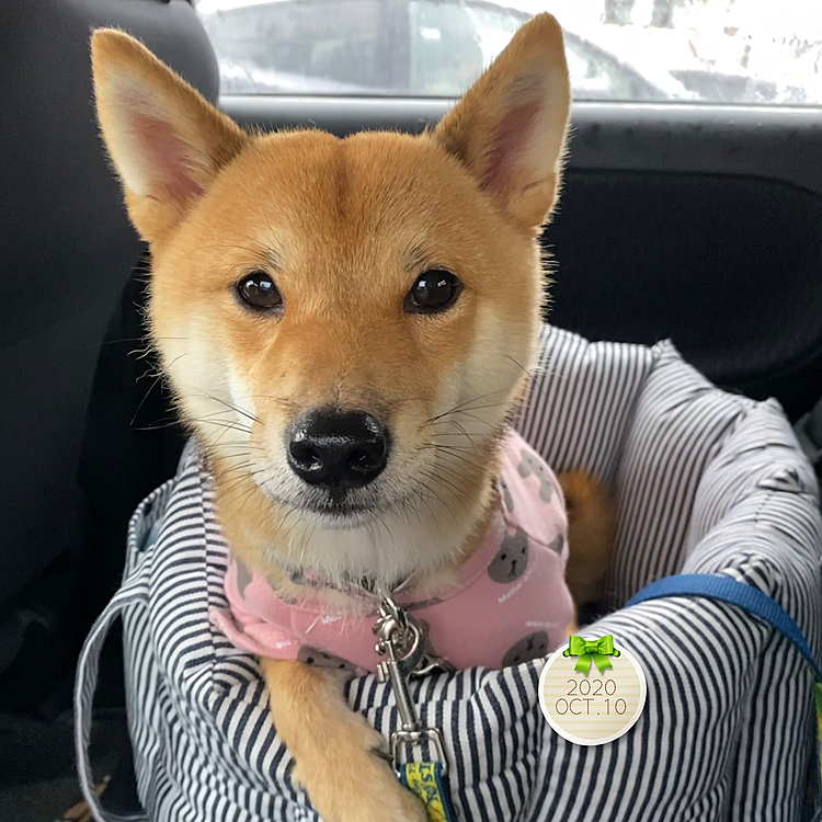 ずっと雨でお散歩できていないので
お兄ちゃんをお迎えに行くついでにホームセンターへ行きました🚗💨

