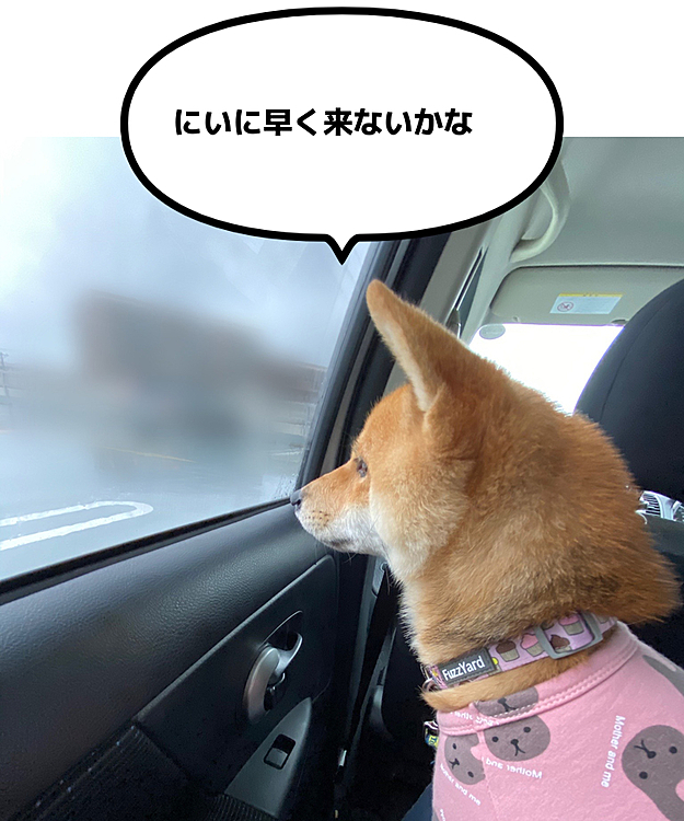心配そうに外を見ていましてが、お兄ちゃんが来たらしっぽをブンブン振って大喜びでした😊