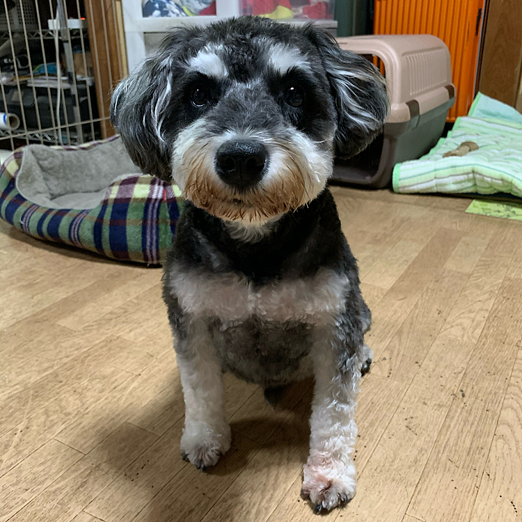 こんばんは🐶
サン、息子の勤務先のペットショップでトリミングしてきました〜😆脱皮⁉️