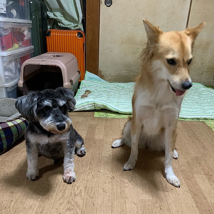 家に帰ってララとご対面💕
トリートメントの香りにララはクンクン🐶
