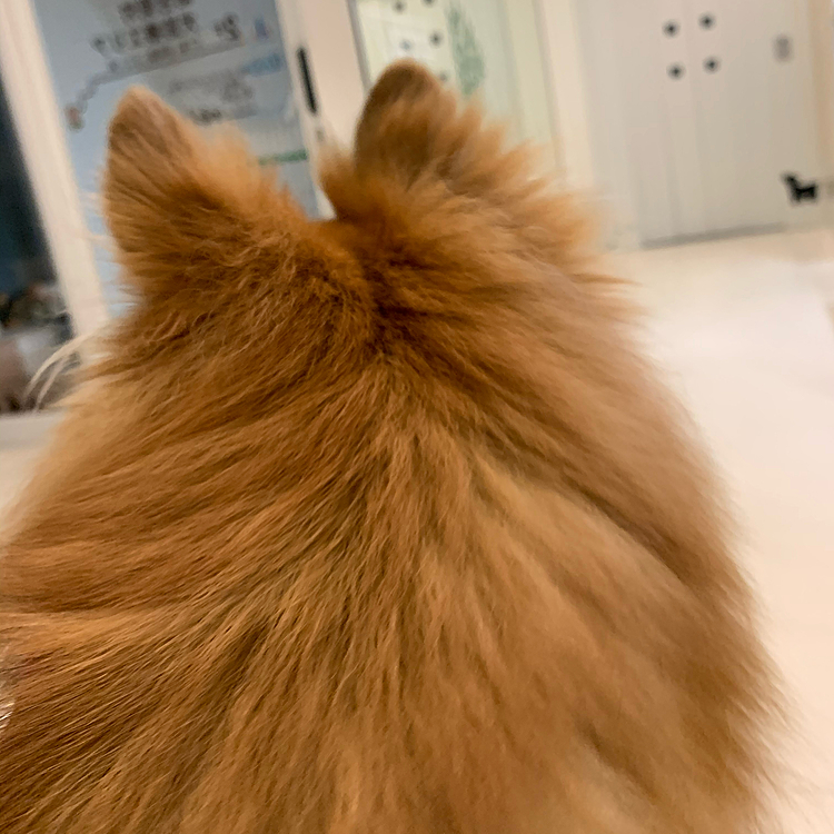 今日はいつも行っている分院ではなく、少し遠い本院へ行ってきました。
本院はいろいろな検査ができるので行ったのですが、担当医が若造先生😅
この先生、以前にシエルを診てもらったことがあるのですが、オスメスの区別が出来なかった経緯があり、実はあまりお任せしたくなかったのです😱
で、今日も大丈夫だと思います。が信用できず、しつこく腫れるまでほっといて良いのか。など質問したら、先輩医師に確認しに行ってくれて、他の2人の医師も大丈夫では？との意見のため少し安心しました😊