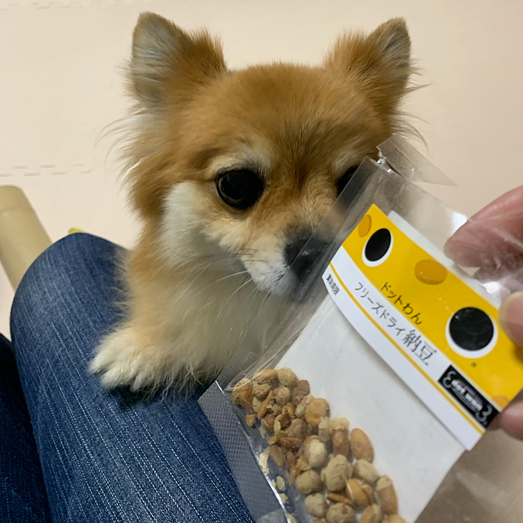 頑張ったご褒美に、昨日届いたドットわんのフリーズドライ納豆をウマウマしました😊