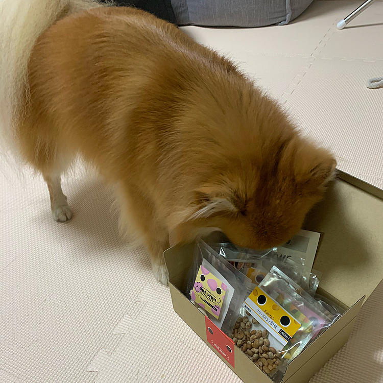 サンプルセットに顔を突っ込む凛🤣

何ともなくてホッとしました😊
ありがとうございました✨