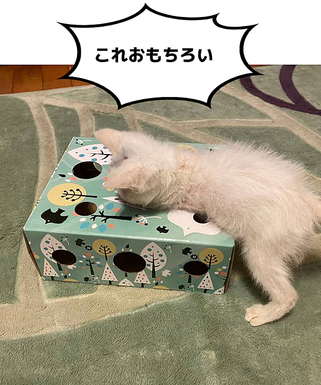 遊びに夢中
お名前は   きびちゃん
よろしくにゃ