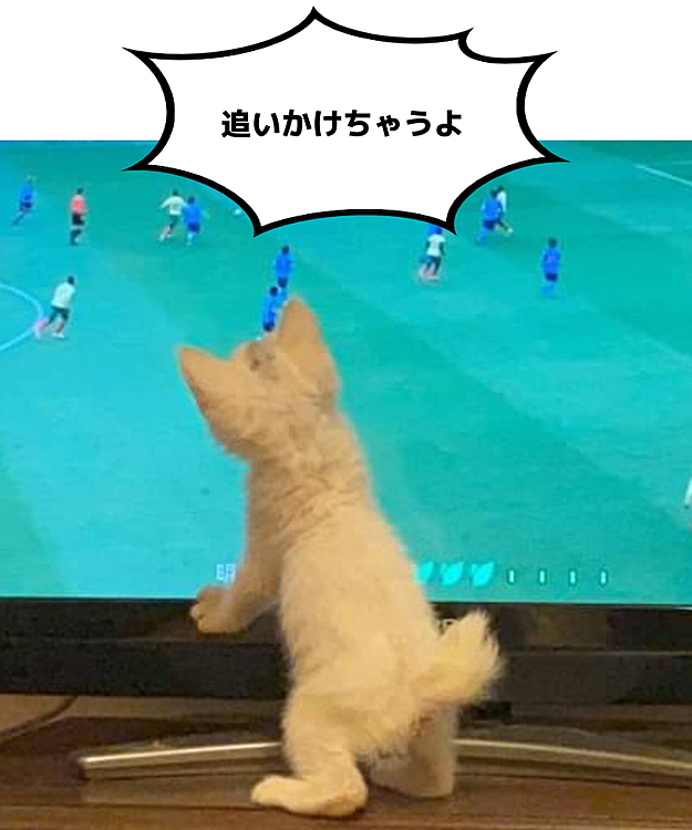 遊ぶことに一生懸命です
狩りの練習だね
