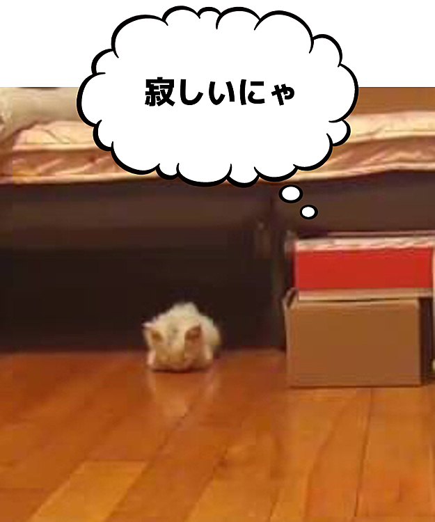 他のニャンズにまだ会えないので
ひとりぼっちでお部屋でいい子してます
こんなの見ちゃうと早く会わせたいなあ
もちーとガマンだよ
d(>ω<｡)ﾈｯ!!