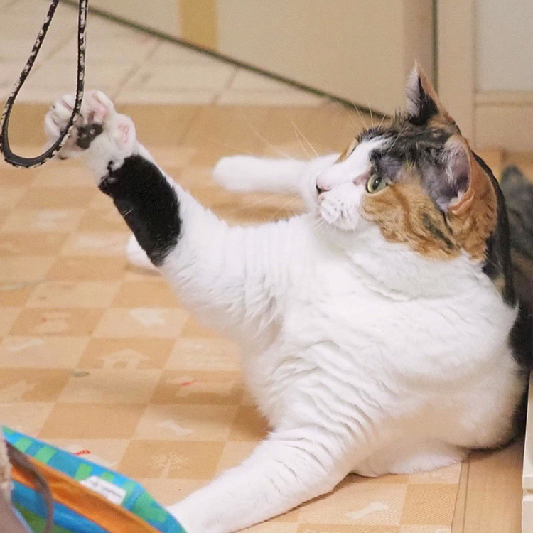 パンチ