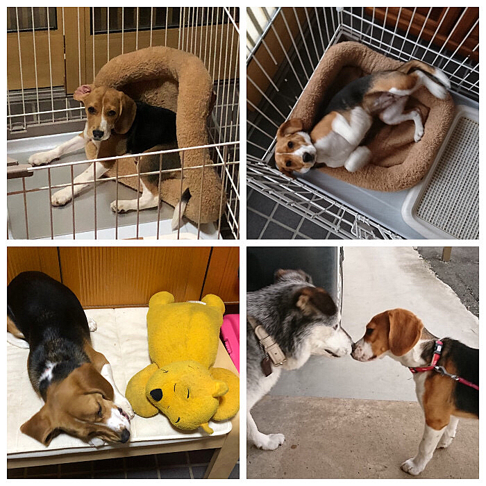 色んな表情を見せてくれたココ🐶
仲良しプーさんとミック🐕