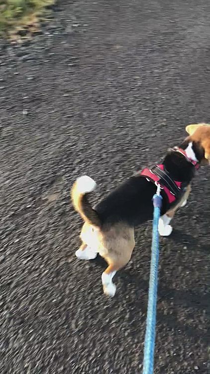 1歳の誕生日の日の大好きなお散歩🐶🐾💕

これからもずっとずっと大好きだよ🐶🍀
ありがとう💖ココ🐶

皆さんに暖かく受け入れていただき本当に感謝しています🙇‍♀️
本当にありがとうございます🙏☺️❤️
