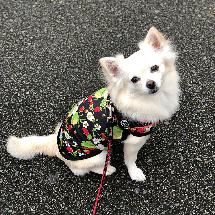 おはようございます☁️
小雪は今朝も元気いっぱいお散歩してきました🎵🐶
見知らぬおばあちゃんにおはよう🎵って言うてもらい、小雪も力いっぱいワン❗️って💦
小雪よ、それ挨拶してんの❓🤣