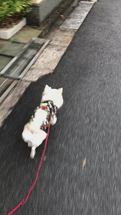 地面が濡れてたけど、わりとしっかり歩いたね🎵
