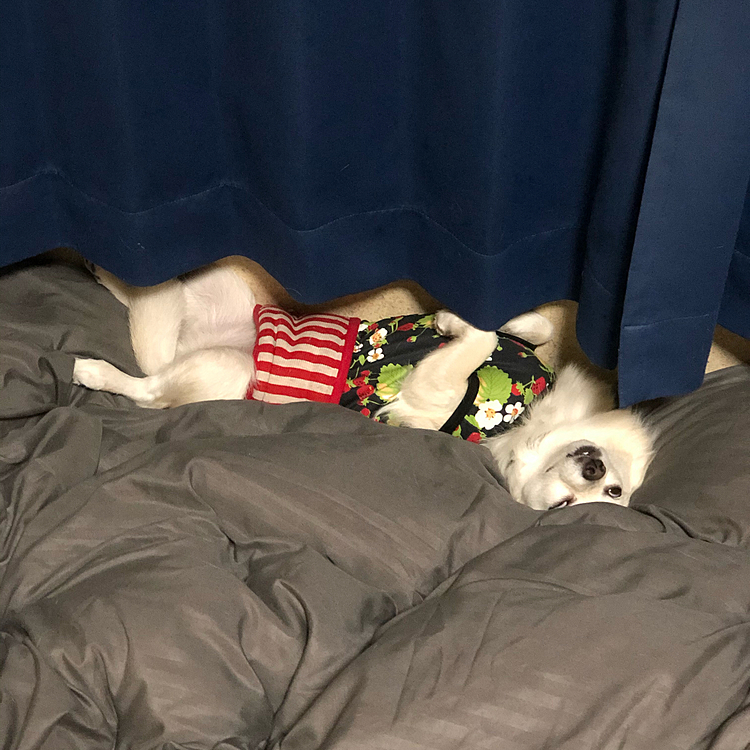 昨夜の小雪🐶
寝るの早かったなぁ💤
目が怖いよ〜🤣