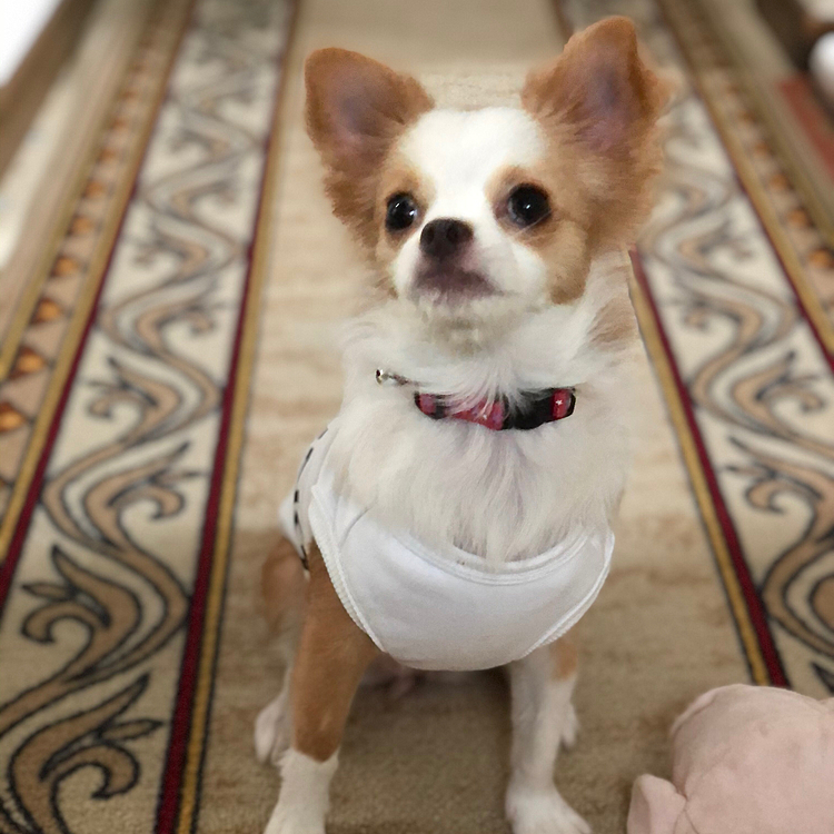 小春は知育玩具にフードを入れて、遊びながら朝ごはん🎵🐶
ホンマは行儀悪いんやけど😅