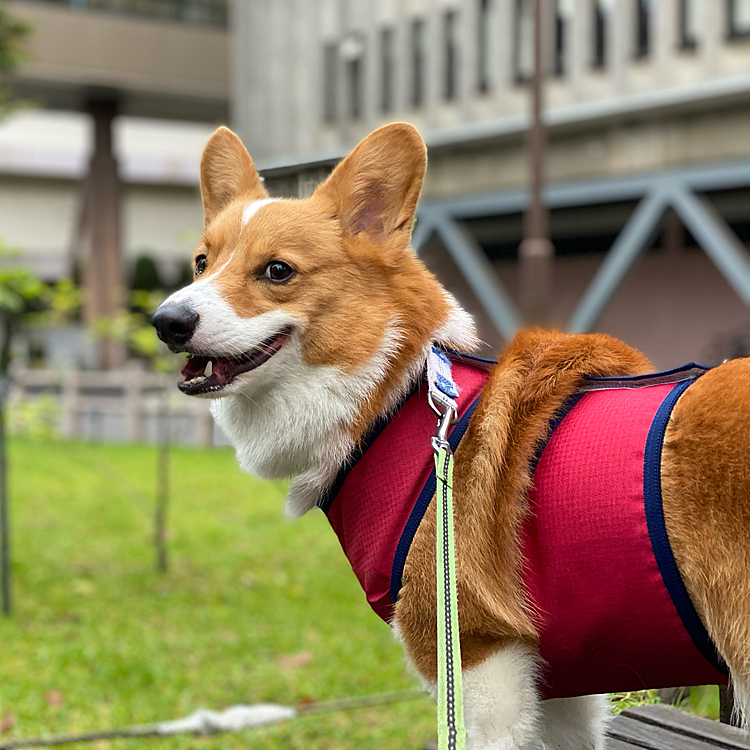 やっと雨が上がりました。2日ぶりのお散歩は大高風。