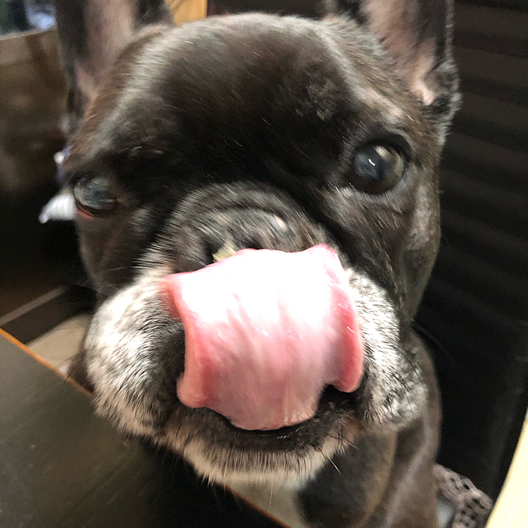 お腹壊してても食欲暴走中！
ペロペロしてアピールしてもあげないよー(⁎⁍̴̆Ɛ⁍̴̆⁎)