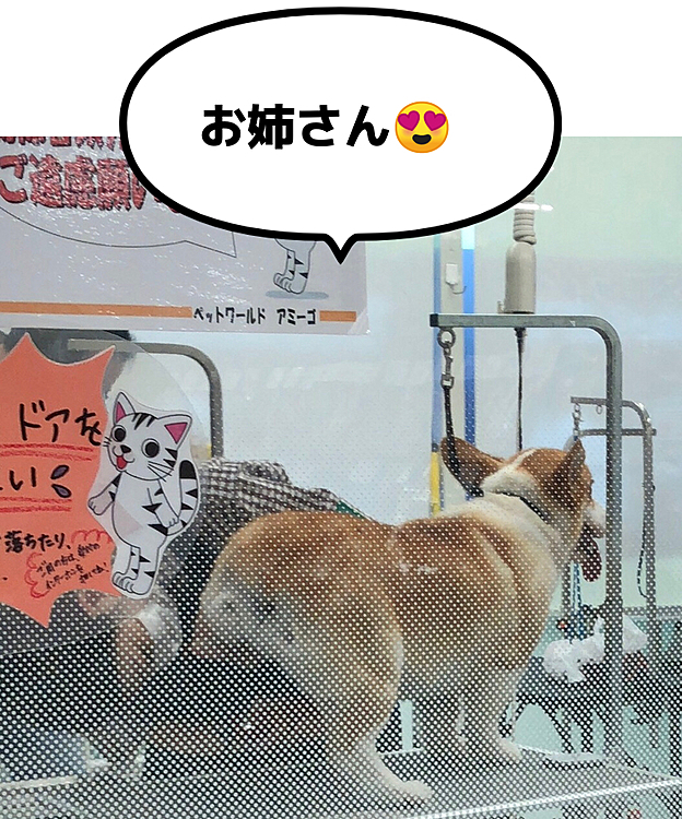 昨日は、久々のトリミングでした😃
アンヨえいって上げて、顔ももしや？
笑ってる？🤣
昨日は、お兄さんでなくてお姉さんだったもんね😍まあるご機嫌😍